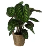Calathea In 19cm Natural Cattail & Plastic Decorative Pot