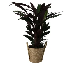 Calathea Wavestar In 19cm Natural Cattail & Plastic Decorative Pot