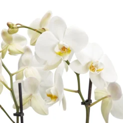 Double Stem Moth Orchid In 12cm Clear Plastic Grow Pot 8 Double Stem Moth Orchid In 12cm Clear Plastic Grow Pot -Hozelock Store double stem moth orchid in 12cm clear plastic grow pot3663602462873 36c bq