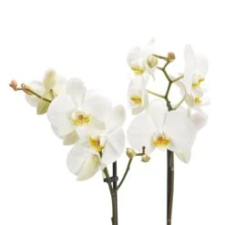 Double Stem Moth Orchid In 12cm Clear Plastic Grow Pot 9 Double Stem Moth Orchid In 12cm Clear Plastic Grow Pot -Hozelock Store double stem moth orchid in 12cm clear plastic grow pot3663602462873 37c bq