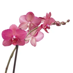Double Stem Moth Orchid In 12cm Clear Plastic Grow Pot 10 Double Stem Moth Orchid In 12cm Clear Plastic Grow Pot -Hozelock Store double stem moth orchid in 12cm clear plastic grow pot3663602462873 38c bq