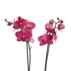 Double Stem Moth Orchid In 12cm Clear Plastic Grow Pot 11 Double Stem Moth Orchid In 12cm Clear Plastic Grow Pot -Hozelock Store double stem moth orchid in 12cm clear plastic grow pot3663602462873 39c bq