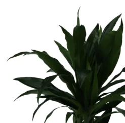 Dracaena Tree In 24cm Terracotta Plastic Grow Pot -Hozelock Store dracaena tree in 24cm terracotta plastic grow pot5059340127040 38c