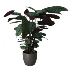 Dragon Tree In 24cm Assorted Ceramic Decorative Pot -Hozelock Store dragon tree in 24cm assorted ceramic decorative pot5059340827858 22c