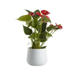 Flamingo Flower In 12cm White Ceramic Decorative Pot