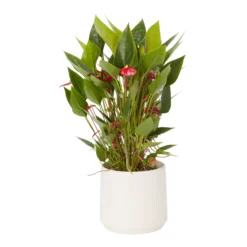 Flamingo Flower White Crackle Ceramic Decorative Pot