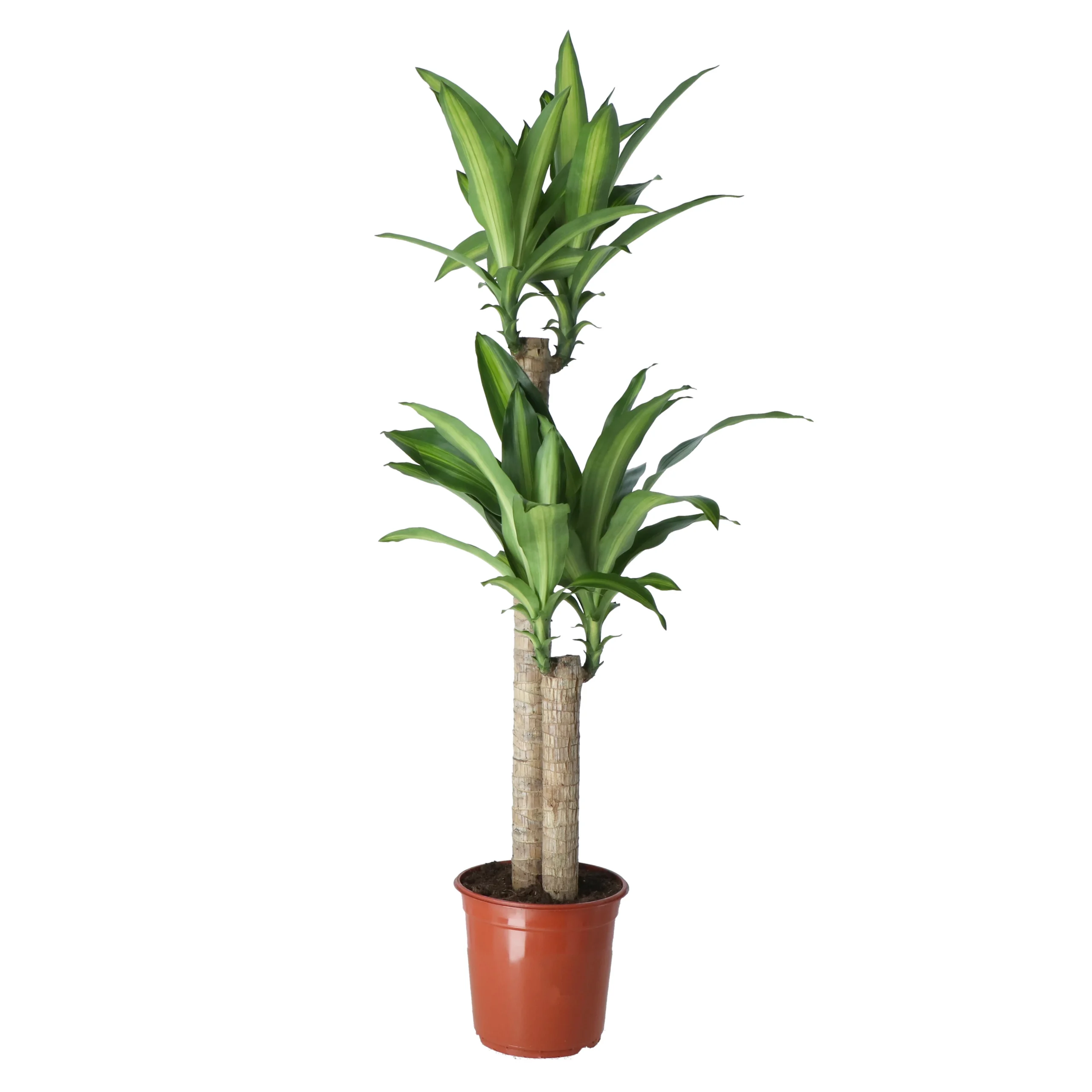 Golden Dragon Tree In 24cm Terracotta Plastic Grow Pot 1 Golden Dragon Tree In 24cm Terracotta Plastic Grow Pot