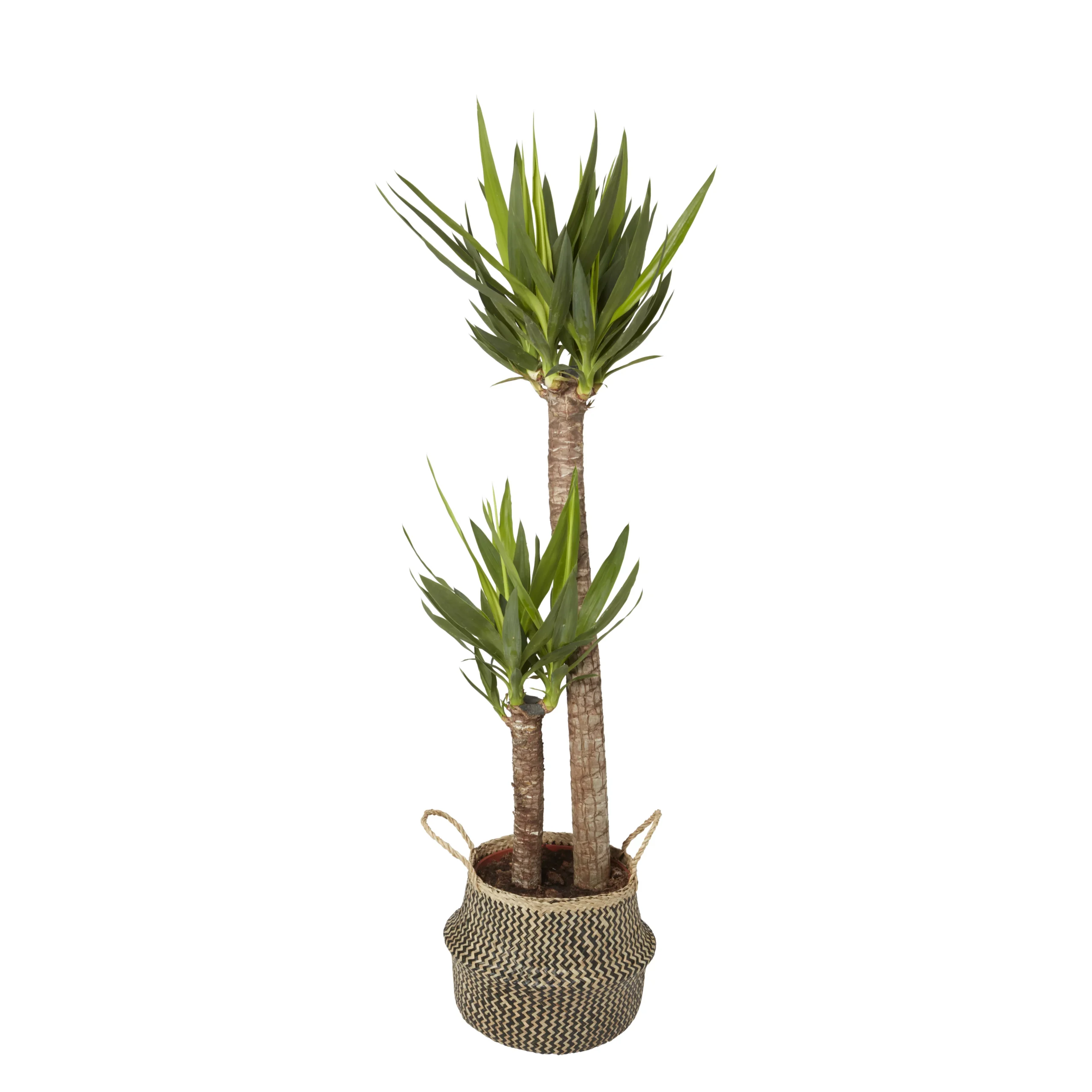 GoodHome Black Seagrass Herringbone Circular Plant Pot (Dia)21cm 2 GoodHome Black Seagrass Herringbone Circular Plant Pot (Dia)21cm - Image 2