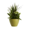 Houseplant Arrangement In 17cm Assorted Ceramic Pot