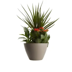 Houseplant Arrangement In 17cm Assorted Ceramic Pot -Hozelock Store houseplant arrangement in 17cm assorted ceramic pot3663602497318 22c bq scaled