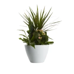 Houseplant Arrangement In 17cm Assorted Ceramic Pot -Hozelock Store houseplant arrangement in 17cm assorted ceramic pot3663602497318 23c bq scaled