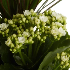 Houseplant Arrangement In 17cm Assorted Ceramic Pot -Hozelock Store houseplant arrangement in 17cm assorted ceramic pot3663602497318 36c bq scaled