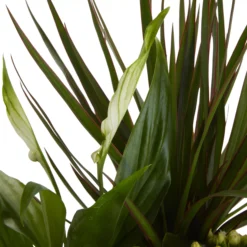 Houseplant Arrangement In 17cm Assorted Ceramic Pot -Hozelock Store houseplant arrangement in 17cm assorted ceramic pot3663602497318 37c bq