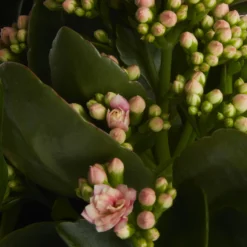 Houseplant Arrangement In 17cm Assorted Ceramic Pot -Hozelock Store houseplant arrangement in 17cm assorted ceramic pot3663602497318 38c bq