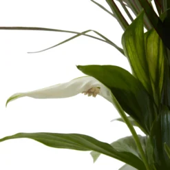 Houseplant Arrangement In 17cm Assorted Ceramic Pot -Hozelock Store houseplant arrangement in 17cm assorted ceramic pot3663602497318 39c bq