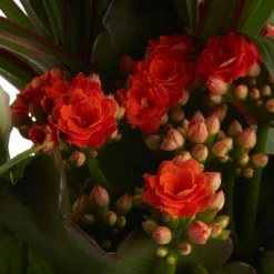 Houseplant Arrangement In 17cm Assorted Ceramic Pot -Hozelock Store houseplant arrangement in 17cm assorted ceramic pot3663602497318 40c bq