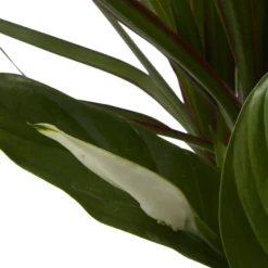 Houseplant Arrangement In 17cm Assorted Ceramic Pot -Hozelock Store houseplant arrangement in 17cm assorted ceramic pot3663602497318 41c bq scaled