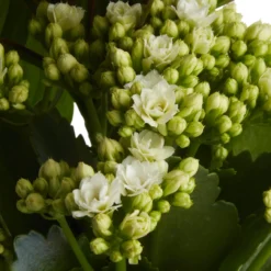 Houseplant Arrangement In 17cm Assorted Ceramic Pot -Hozelock Store houseplant arrangement in 17cm assorted ceramic pot3663602497318 42c bq scaled