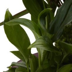 Houseplant Arrangement In 17cm Assorted Ceramic Pot -Hozelock Store houseplant arrangement in 17cm assorted ceramic pot3663602497318 43c bq