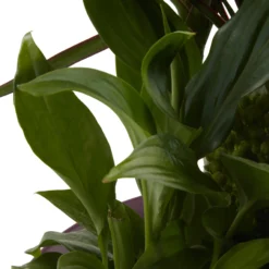 Houseplant Arrangement In 17cm Assorted Ceramic Pot -Hozelock Store houseplant arrangement in 17cm assorted ceramic pot3663602497318 43c bq scaled