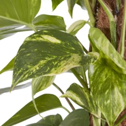 Kentia Palm In 19cm Terracotta Plastic Grow Pot 5 Kentia Palm In 19cm Terracotta Plastic Grow Pot -Hozelock Store kentia palm in 19cm terracotta plastic grow pot3663602462484 36c scaled