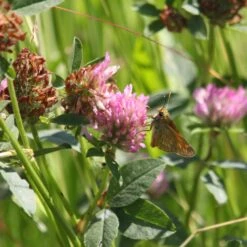 Meadowmat Wildflower Turf, 20m² Pack -Hozelock Store meadowmat wildflower turf 20m pack04168157 02i