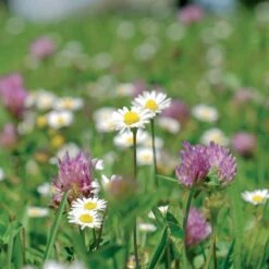 Meadowmat Wildflower Turf, 20m² Pack -Hozelock Store meadowmat wildflower turf 20m pack04168157 03i bq