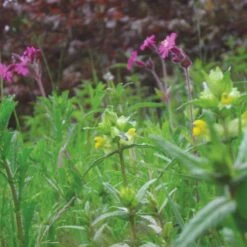 Meadowmat Wildflower Turf, 20m² Pack -Hozelock Store meadowmat wildflower turf 20m pack04168157 05i bq