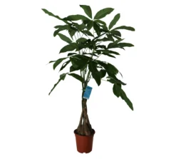 Mexican Fortune Tree In 19cm Terracotta Plastic Grow Pot