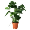 Monstera In 19cm Terracotta Plastic Grow Pot