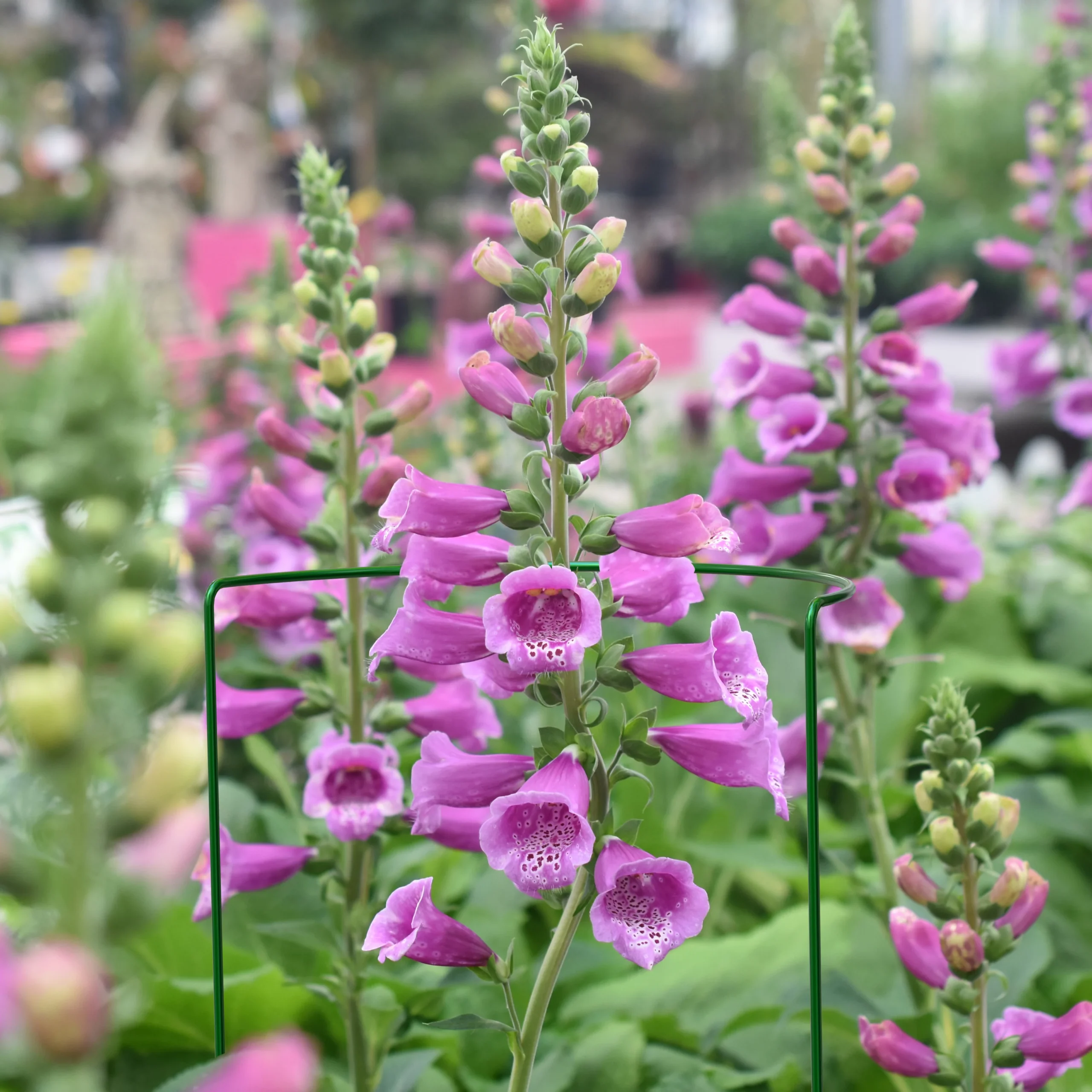 Panacea Steel Curved Plant Support Frame (L)76cm (Dia)30cm, Pack Of 3 2 Panacea Steel Curved Plant Support Frame (L)76cm (Dia)30cm, Pack Of 3 - Image 2