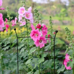 Hozelock Store -Hozelock Store panacea steel curved plant support l 76cm dia 46cm0093432825259 01i bq