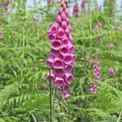 Hozelock Store -Hozelock Store panacea steel single stem plant support l 122cm dia 20 3cm pack of 30093432825457 01i bq