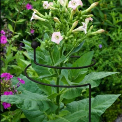 Hozelock Store -Hozelock Store panacea steel single stem plant support l 130cm dia 20cm0093432825426 01i bq