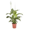 Peace Lily In 21cm Terracotta Plastic Grow Pot