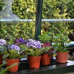 Rion Grand Gardner Green 8x8 Greenhouse -Hozelock Store rion grand gardner green 8x8 greenhouse7290103121570 38c