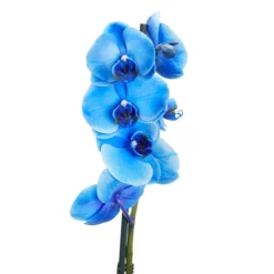 Single Stem Blue Moth Orchid In 12cm Clear Plastic Grow Pot -Hozelock Store single stem blue moth orchid in 12cm clear plastic grow pot3663602462927 37c bq