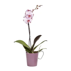 Single Stem Orchid In 12cm Assorted Ceramic Decorative Pot -Hozelock Store single stem orchid in 12cm assorted ceramic decorative pot3663602462941 22c bq scaled