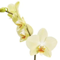 Single Stem Orchid In 12cm Assorted Ceramic Decorative Pot -Hozelock Store single stem orchid in 12cm assorted ceramic decorative pot3663602462941 36c bq