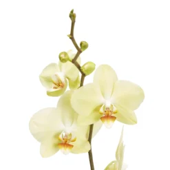 Single Stem Orchid In 12cm Assorted Ceramic Decorative Pot -Hozelock Store single stem orchid in 12cm assorted ceramic decorative pot3663602462941 37c bq scaled