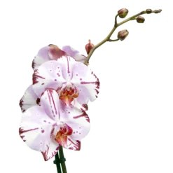 Single Stem Orchid In 12cm Assorted Ceramic Decorative Pot -Hozelock Store single stem orchid in 12cm assorted ceramic decorative pot3663602462941 43c bq
