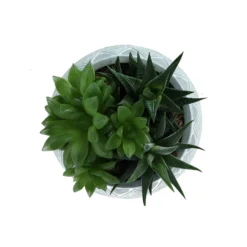 Succulent In 14cm Assorted Ceramic Decorative Pot -Hozelock Store succulent in 14cm assorted ceramic decorative pot3663602463368 38c bq scaled