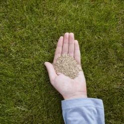 Verve Easy Start Coated Grass Seeds, 1.5kg 8 Verve Easy Start Coated Grass Seeds, 1.5kg -Hozelock Store verve easy start coated grass seeds 1 5kg3663602947493 01i