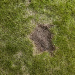 Verve Easy Start Coated Grass Seeds, 1.5kg 11 Verve Easy Start Coated Grass Seeds, 1.5kg -Hozelock Store verve easy start coated grass seeds 1 5kg3663602947493 04i scaled