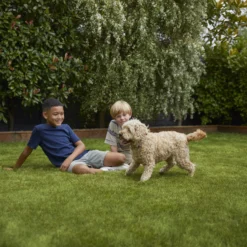 Verve Family & Sports Grass Seeds, 1.5kg 18 Verve Family & Sports Grass Seeds, 1.5kg -Hozelock Store verve family sports grass seeds 1 5kg3663602947516 05i