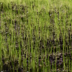 Verve Grass Seeds, 10kg 5 Verve Grass Seeds, 10kg -Hozelock Store verve grass seeds 10kg3663602947516 10i scaled