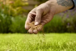 Verve Mamaterra Lawn Feed Granules 100m² 2.5kg -Hozelock Store verve mamaterra lawn feed granules 100m 2 5kg5063022034779 03i