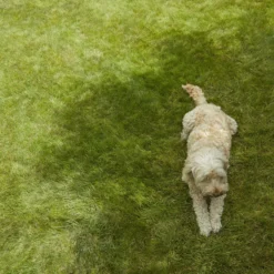 Verve Shady Grass Seeds, 1.25kg -Hozelock Store verve shady grass seeds 1 25kg3663602947554 01i scaled