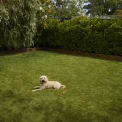 Verve Shady Grass Seeds, 1.25kg 10 Verve Shady Grass Seeds, 1.25kg -Hozelock Store verve shady grass seeds 1 25kg3663602947554 03i