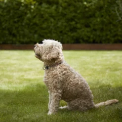 Verve Shady Grass Seeds, 5kg -Hozelock Store verve shady grass seeds 5kg3663602947554 02i